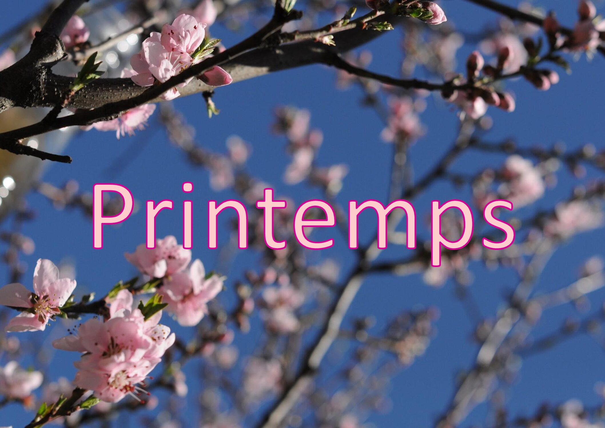 Planches 4 saisons v pdf
